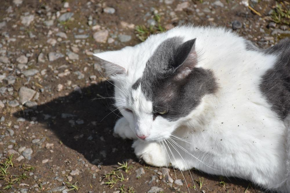 Cute white grey cat with dirt his fur